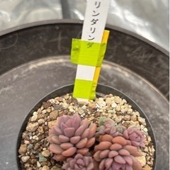 多肉植物リンダリンダ！札付き