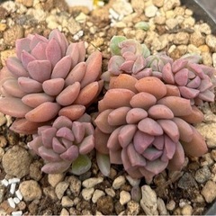 多肉植物リンダリンダ！札付きの画像