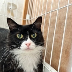 新しい家族が出来ました🍀長毛の白黒猫 パンちゃん