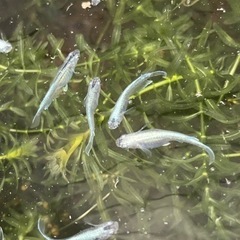メダカ　極龍5匹1500円の画像