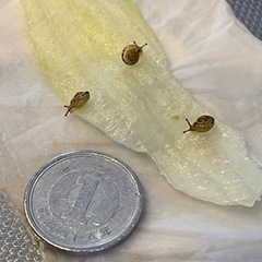 かたつむり　カタツムリの赤ちゃん三匹セット　生き物　ペット　飼育　自由研究教材の画像