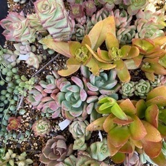 多肉植物　
