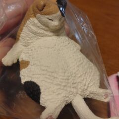 交換可★ねむい ねむい まだ、ねむい 二度寝 スコティッシュフォールドの画像
