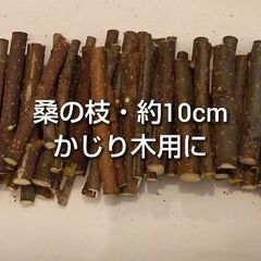 オーダーかじり木 桑の枝 約10cm 洗浄済 80本 ウサギ チ...