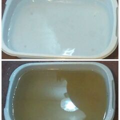 オーダーかじり木 桑の枝 約10cm 洗浄済 80本 ウサギ チンチラ デグー モルモット  小動物にの画像