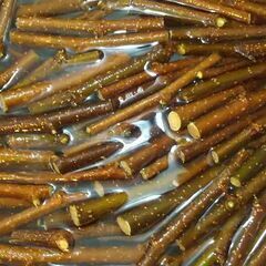 オーダーかじり木 桑の枝 約10cm 洗浄済 80本 ウサギ チンチラ デグー モルモット  小動物にの画像