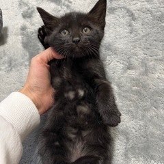 里親募集！体重580ｇの子猫🐈‍⬛男の子✨️