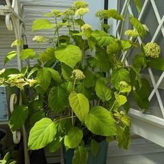 最終値下げ 紫陽花アナベル