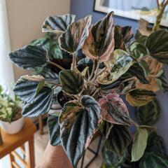 観葉植物 ペペロミア