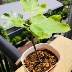 イチジク苗木☘️無花果④☘️いちじく苗木