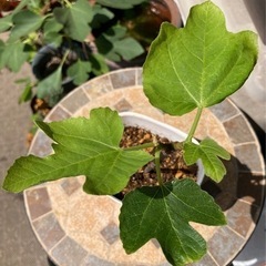 イチジク苗木☘️無花果④☘️いちじく苗木の画像