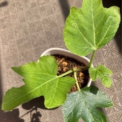 イチジク苗木☘️無花果④☘️いちじく苗木の画像