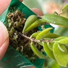 Ceratostema rauhii・ケラトステマ ラウヒーの画像