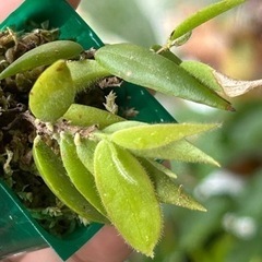 Ceratostema rauhii・ケラトステマ ラウヒー