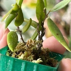 Ceratostema rauhii・ケラトステマ ラウヒーの画像
