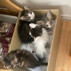 倉庫にいた子猫たち