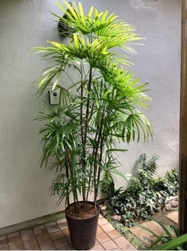 ?棕櫚竹(シュロチク)観葉植物A　10本立(内新芽1)