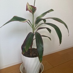 9/15まで　ドラセナ　室内栽培(時々ベランダ)