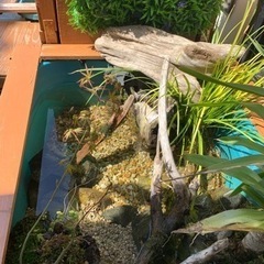 メダカ仲間募集。