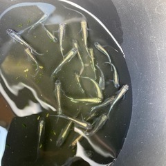 松風　（メダカ）　ペアの画像