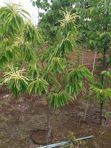 【植木・庭木・果樹】栗　クリ　くり　　6-1