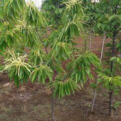 【植木・庭木・果樹】栗　クリ　くり　花芽付き　6-1