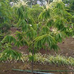 【植木・庭木・果樹】栗　クリ　くり　花芽付き　6-1の画像