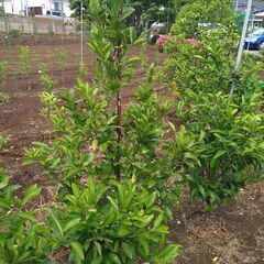 【植木・庭木・果樹】温州みかん　宮川早生　ミカン　柑橘　6-1の画像