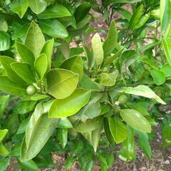 【植木・庭木・果樹】温州みかん　宮川早生　ミカン　柑橘　6-1の画像
