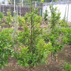 【植木・庭木・果樹】温州みかん　宮川早生　ミカン　柑橘　6-1