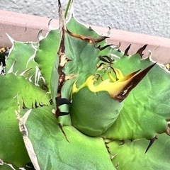 アガベ　オテロイ　ノーネームの画像