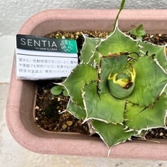 アガベ　オテロイ　ノーネームの画像