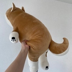 6/16〜6/18のみ！柴犬　大型ぬいぐるみ　　の画像