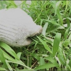 お庭の草むしり承ります！