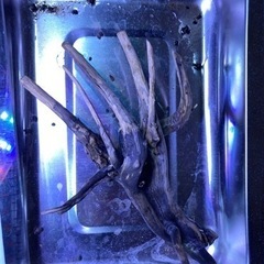 流木　D