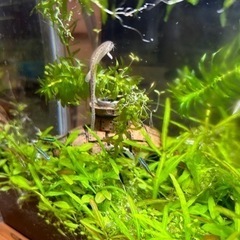 金魚鉢と水草のセットの画像