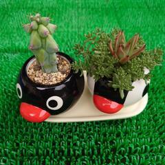 サボテンと多肉植物 （決まりました）