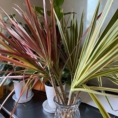 観葉植物の画像