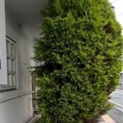 【🌲木‼️あげます‼️】の画像