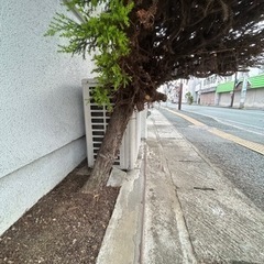 【🌲木‼️あげます‼️】の画像