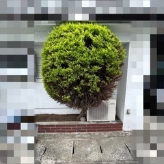 【🌲木‼️あげます‼️】