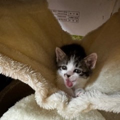 里親さん募集中