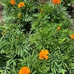 こぼれ種で出た苗　　　お好きなだけの画像