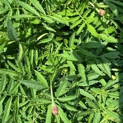 こぼれ種で出た苗　　　お好きなだけ