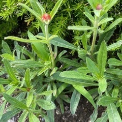 こぼれ種で出た苗　　　お好きなだけの画像