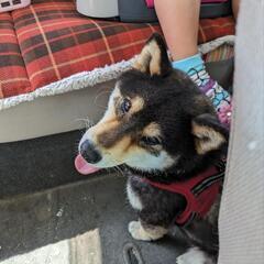 犬が脱走しました