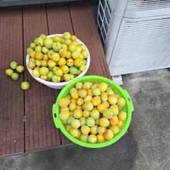 冷凍南高梅　自然キズあり