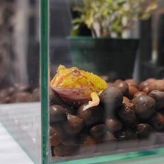 【ベタケース】蓋付き3L飼育ケース×2