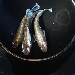花魁 マリアージュ メダカ 稚魚 7匹