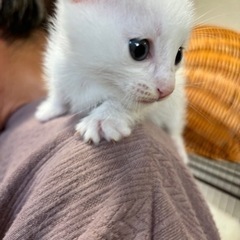 🌼1ヶ月になったばかりの子猫5兄弟🌼🌙🌙🌙